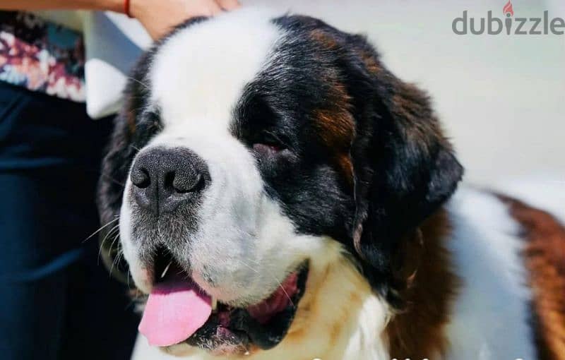 Imported Saint Bernard Males From Russia FCI documents 2