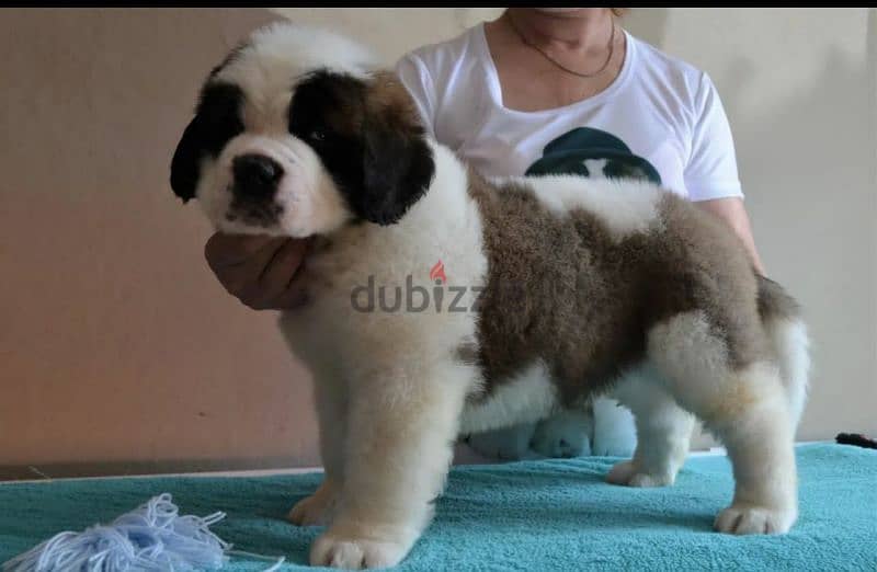 Imported Saint Bernard Males From Russia FCI documents 3