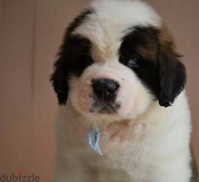 Imported Saint Bernard Males From Russia FCI documents 4