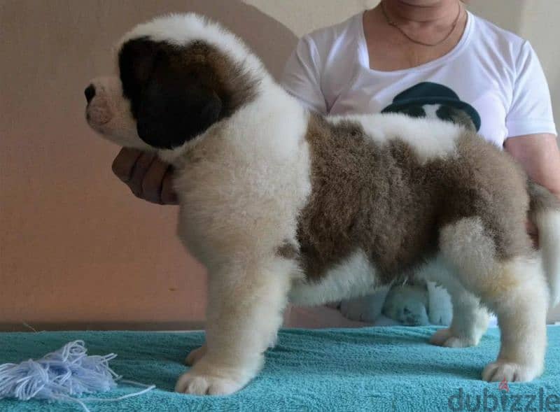 Imported Saint Bernard Males From Russia FCI documents 5