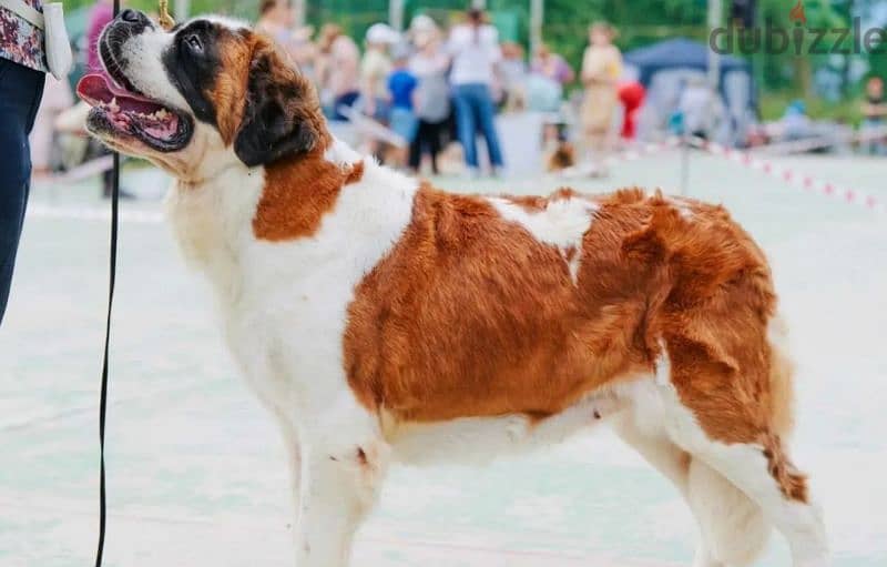 Imported Saint Bernard Males From Russia FCI documents 7