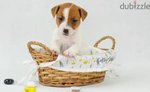 Jack Russell Terrier high breed Female From Russia 0