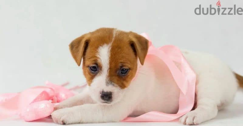 Jack Russell Terrier high breed Female From Russia 2