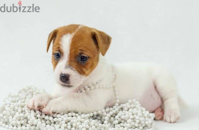 Jack Russell Terrier high breed Female From Russia 3