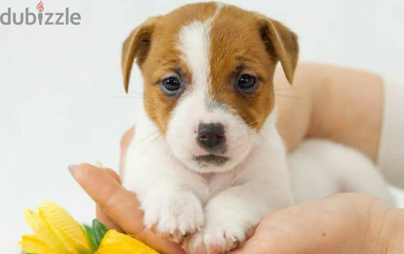 Jack Russell Terrier high breed Female From Russia 4
