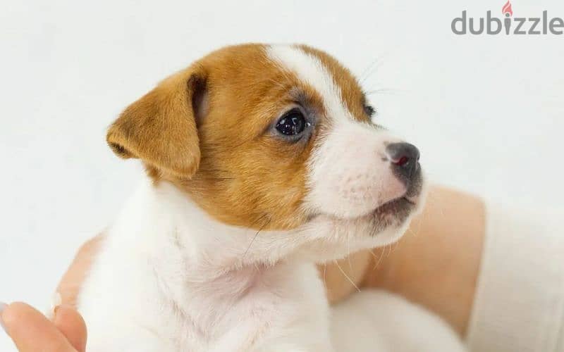 Jack Russell Terrier high breed Female From Russia 6