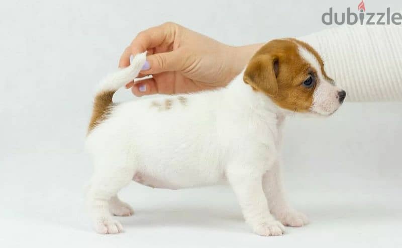 Jack Russell Terrier high breed Female From Russia 9