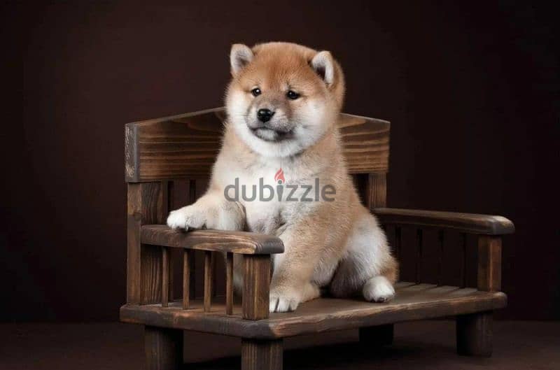 Shiba Inu Female From Russia With FCI 1