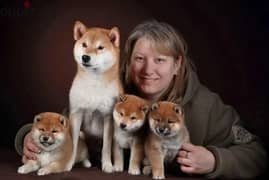 Shiba Inu Female From Russia With FCI 0