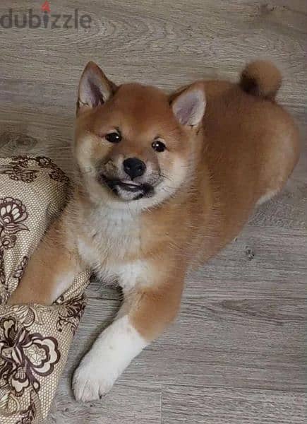 Shiba Inu Female From Russia With FCI 2