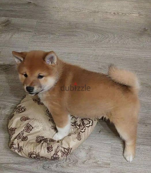 Shiba Inu Female From Russia With FCI 3