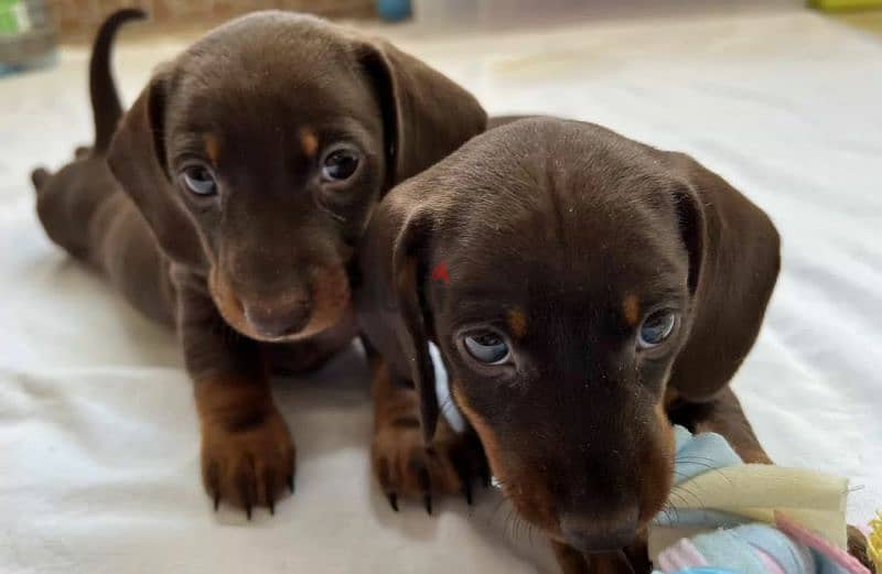 Miniature Dachshund Puppies From Russia 2