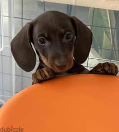 Miniature Dachshund Puppies From Russia 0