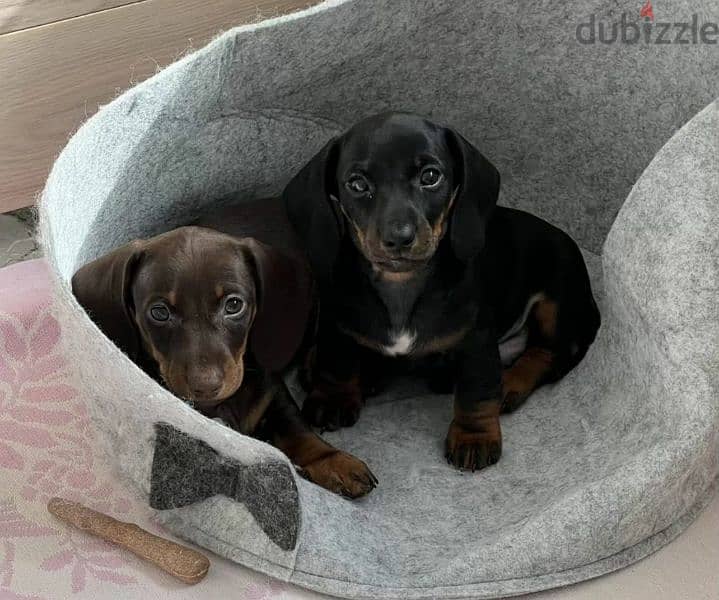 Miniature Dachshund Puppies From Russia 3