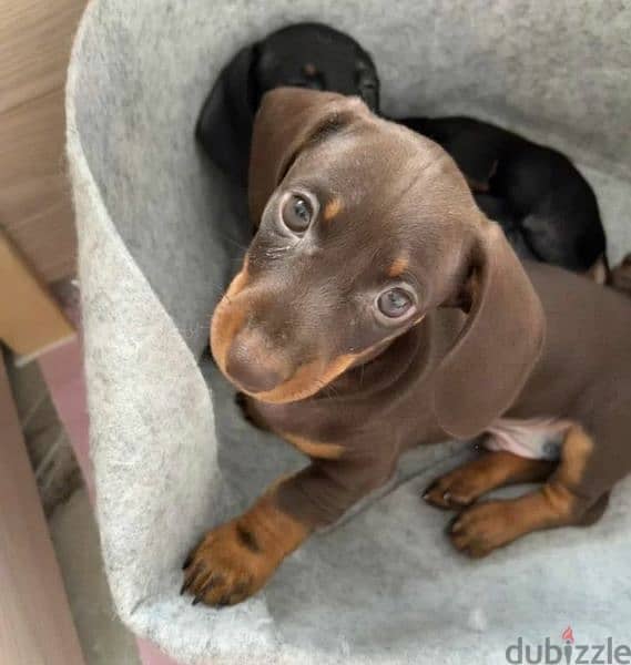 Miniature Dachshund Puppies From Russia 1