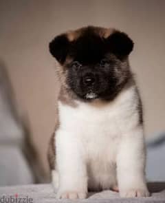 American Akita From Russia And Fci documents 0
