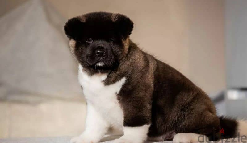 American Akita From Russia And Fci documents 1