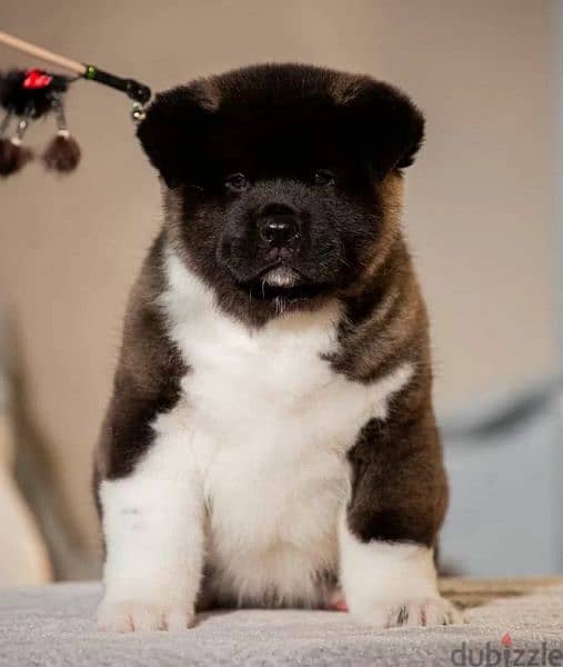 American Akita From Russia And Fci documents 2