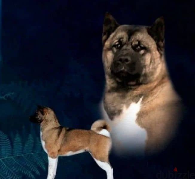 American Akita From Russia And Fci documents 3