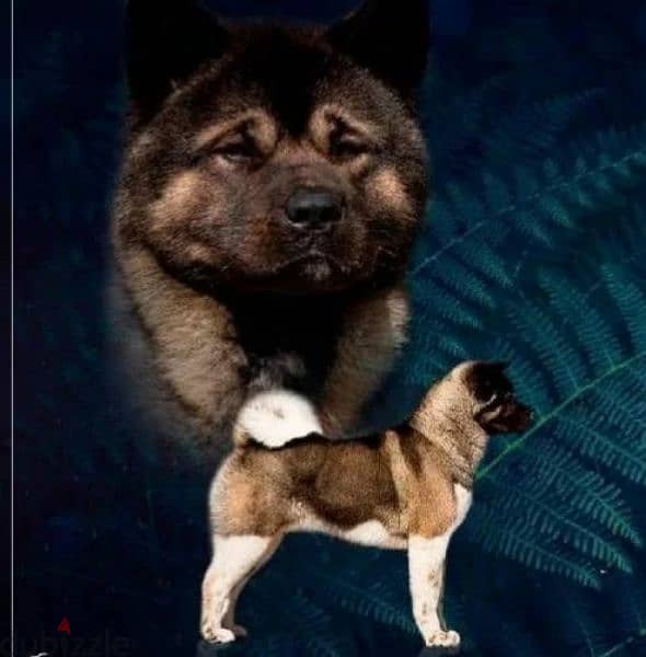 American Akita From Russia And Fci documents 4