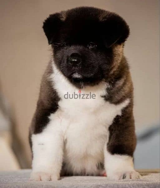 American Akita From Russia And Fci documents 5
