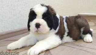 Imported Saint Bernard Females And Boys With all documents 0