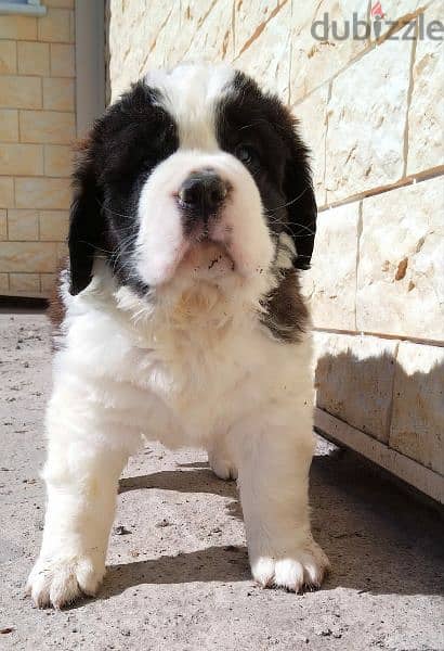 Imported Saint Bernard Females And Boys With all documents 2