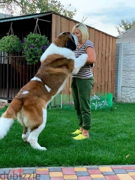 Imported Saint Bernard Females And Boys With all documents 3