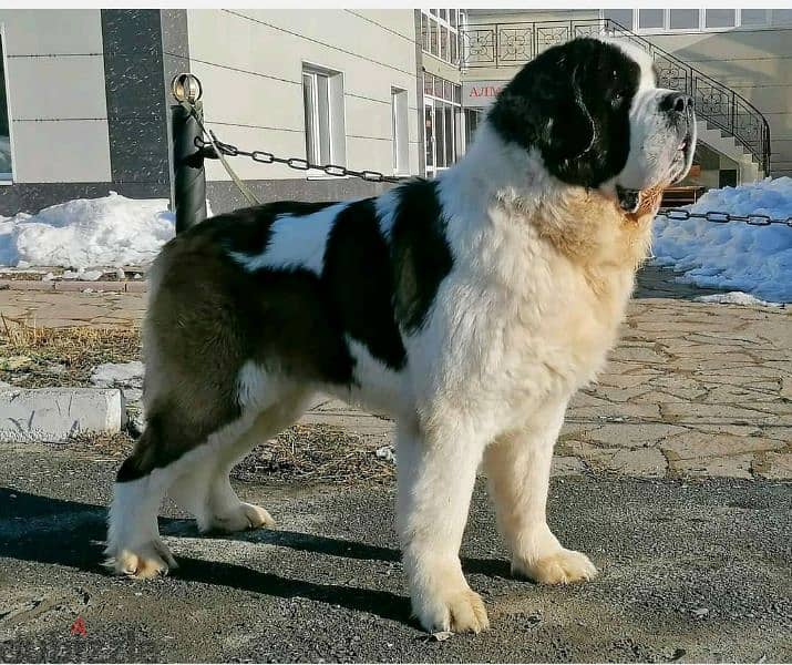 Imported Saint Bernard Females And Boys With all documents 4