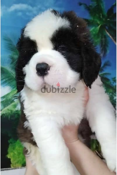 Imported Saint Bernard Females And Boys With all documents 6