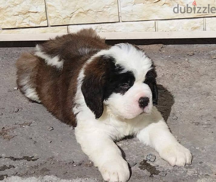 Imported Saint Bernard Females And Boys With all documents 8