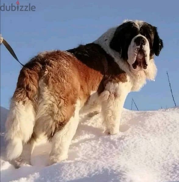 Imported Saint Bernard Females And Boys With all documents 9