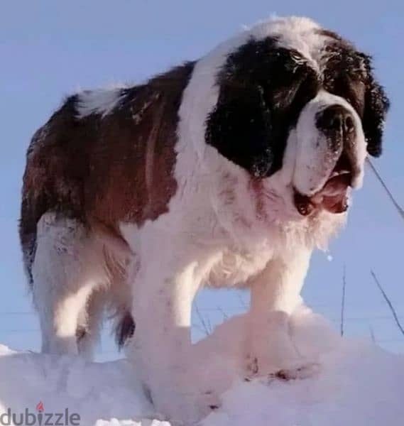 Imported Saint Bernard Females And Boys With all documents 10