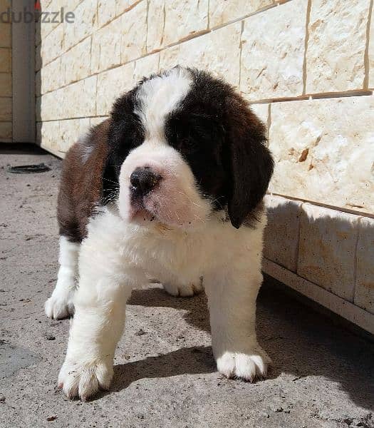 Imported Saint Bernard Females And Boys With all documents 11