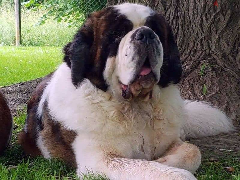 Imported Saint Bernard Females And Boys With all documents 13