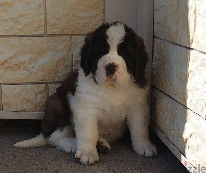 Imported Saint Bernard Females And Boys With all documents 14