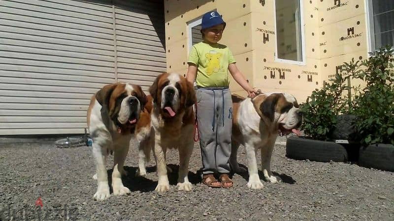 Imported Saint Bernard Females And Boys With all documents 15
