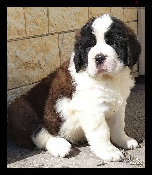 Imported Saint Bernard Females And Boys With all documents 16