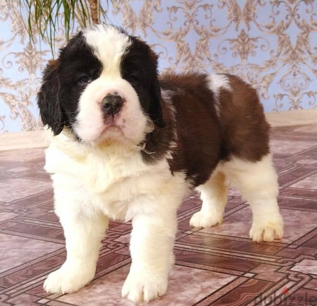 Imported Saint Bernard Females And Boys With all documents 17