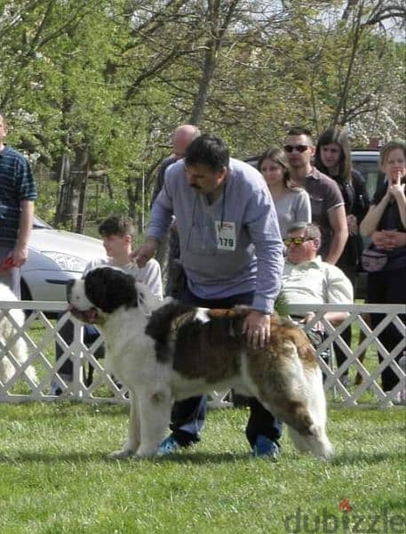 Imported Saint Bernard Females And Boys With all documents 18