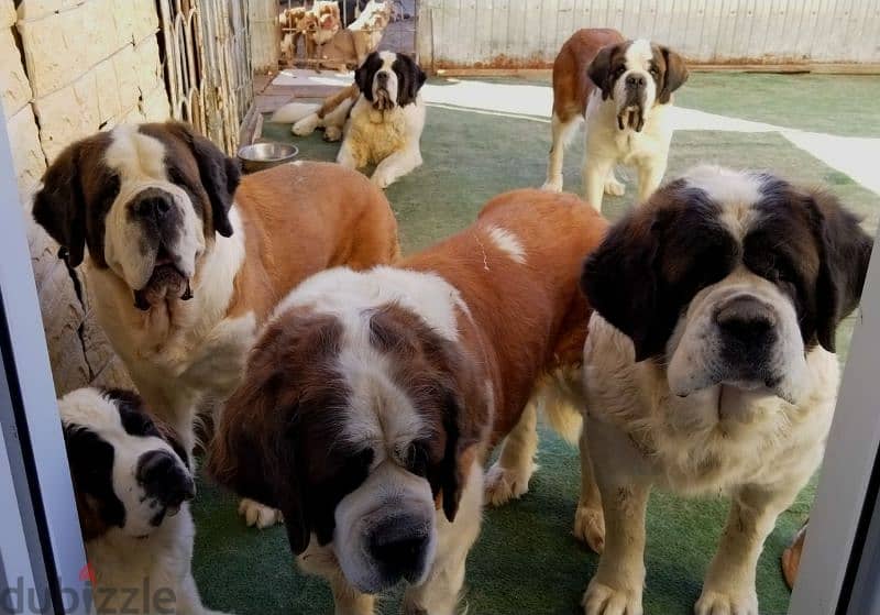 Imported Saint Bernard Females And Boys With all documents 19