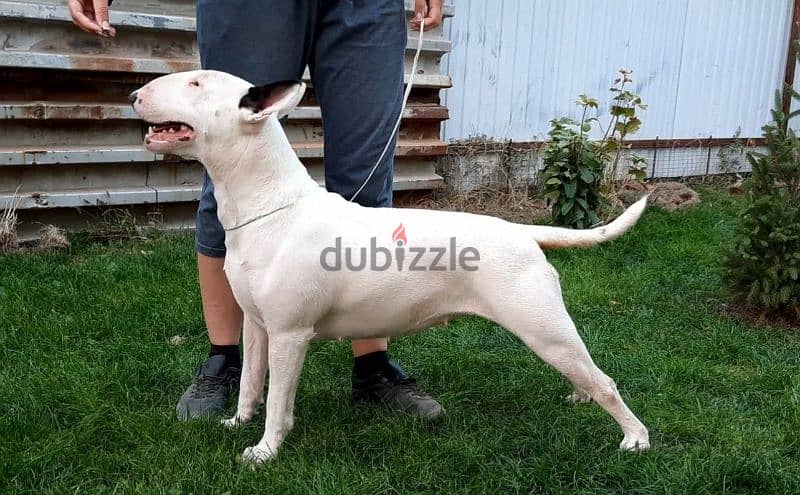 Standard Bull Terrier Female From Russia 1