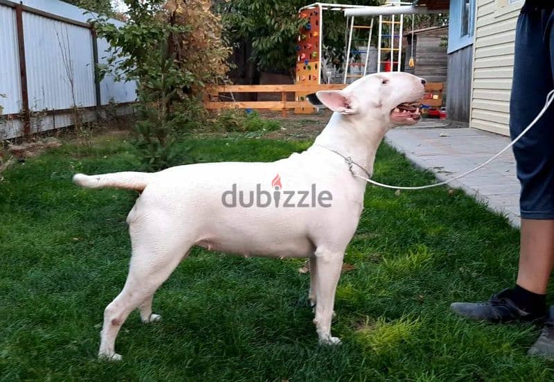 Standard Bull Terrier Female From Russia 2