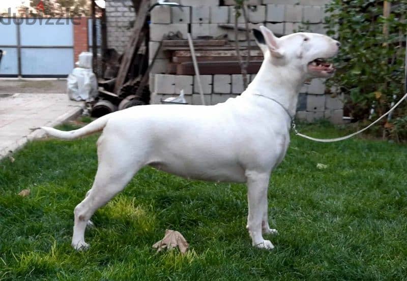 Standard Bull Terrier Female From Russia 5