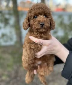 Miniature Toy Poodle From Russia FCI documents