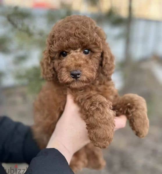 Miniature Toy Poodle From Russia FCI documents 1