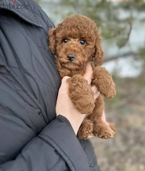 Miniature Toy Poodle From Russia FCI documents 2
