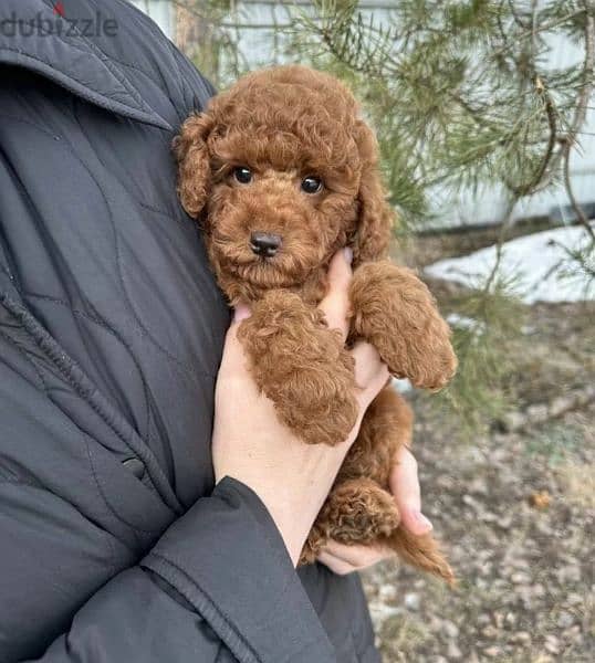 Miniature Toy Poodle From Russia FCI documents 3