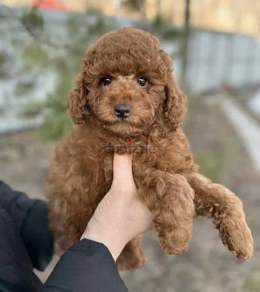 Miniature Toy Poodle From Russia FCI documents 4