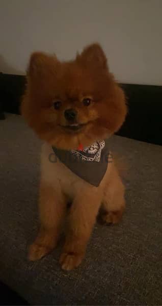 Pomeranian for sale 0